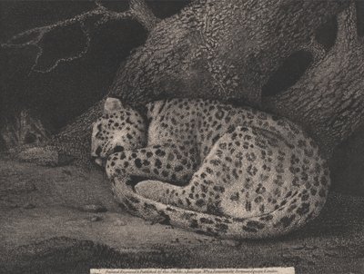 A Sleeping Leopard by George Stubbs